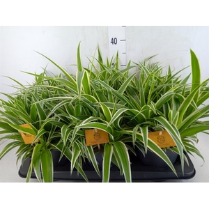 Chlorophytum com. 'Ocean'