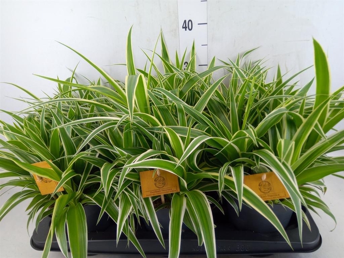 <h4>Chlorophytum com. 'Ocean'</h4>
