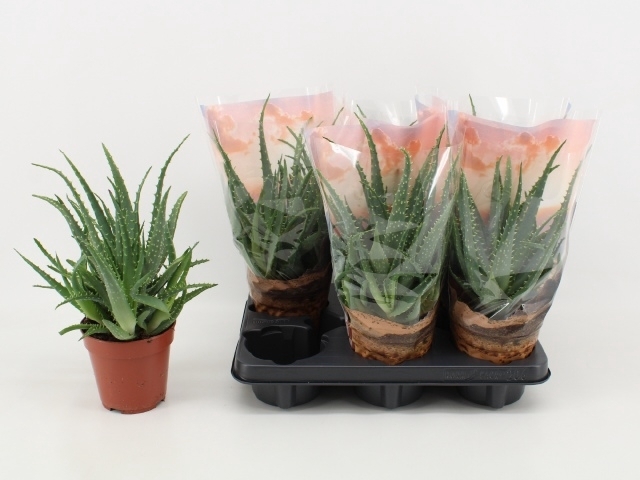 <h4>ALOE ARBORESCENS</h4>