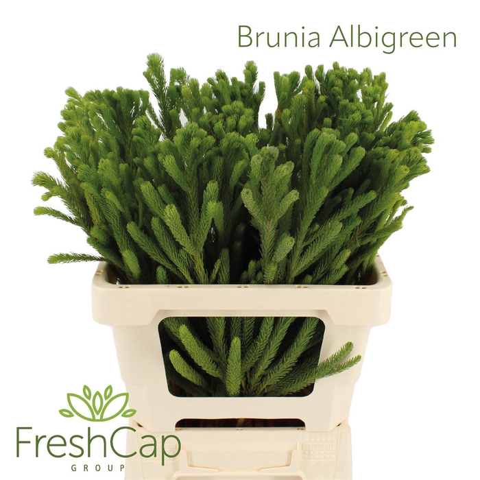 <h4>Brunia Albigreen</h4>