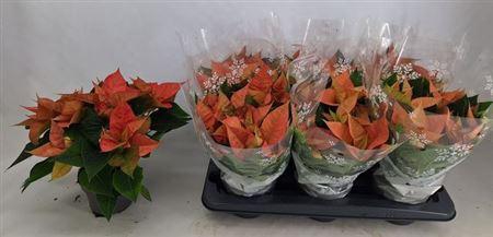 Euphor P Chr B Queen