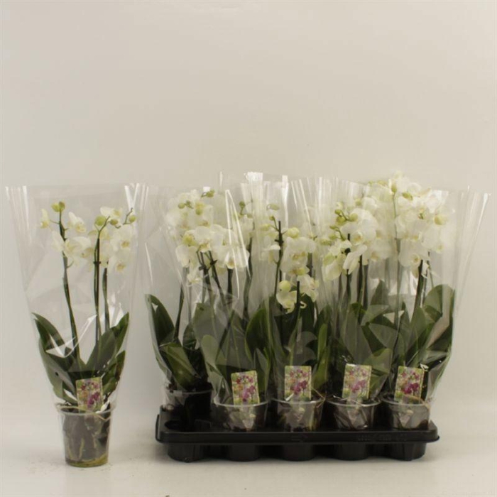 <h4>PHAL OV WIT</h4>
