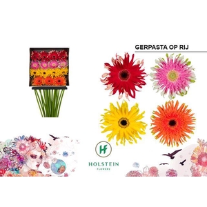 Gerbera Pasta Mix Op Rij Diamond Per Kaart