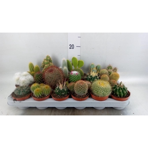 Cactus   ...mix