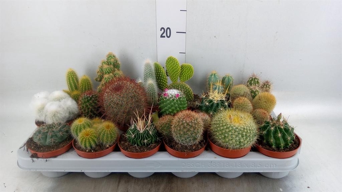 <h4>Cactus ...mix</h4>