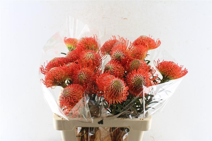 <h4>Leuco Co Succession</h4>