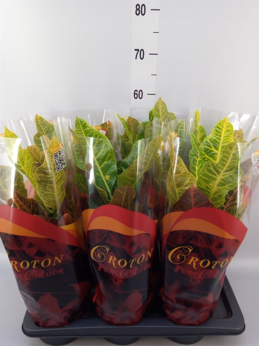<h4>Codiaeum var. GR 'Excellent'</h4>