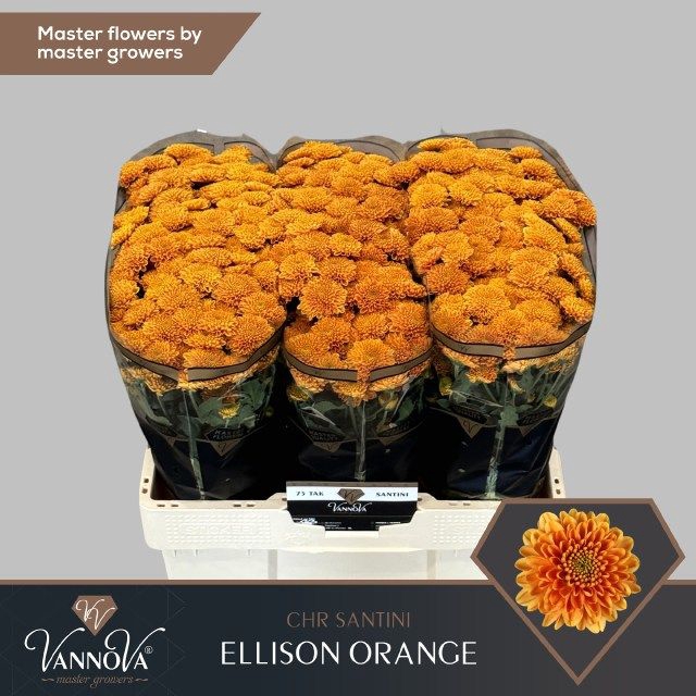 <h4>CHR S ELLISON ORANGE</h4>
