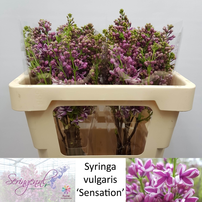 <h4>SYR V SENSATION</h4>