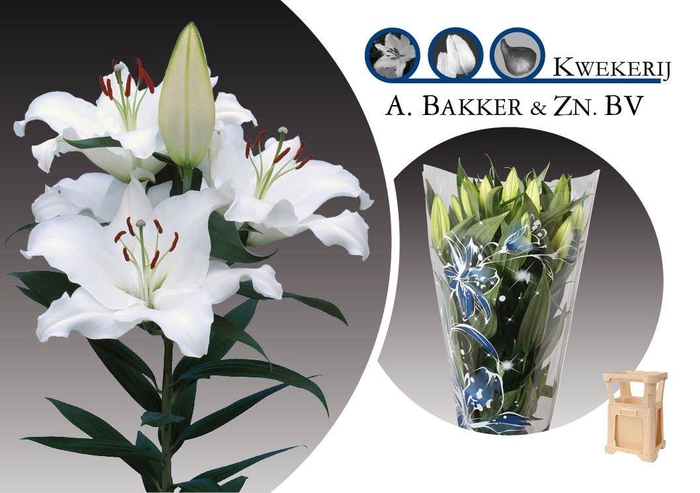 <h4>LI OR PACIFIC OCEAN</h4>