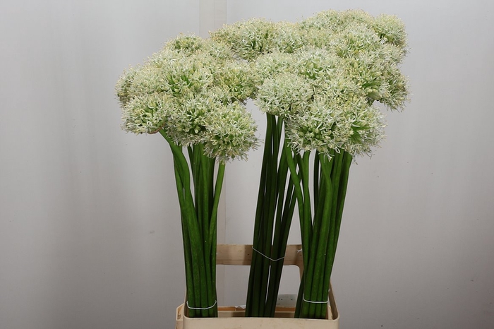 <h4>Allium Mount Everest</h4>