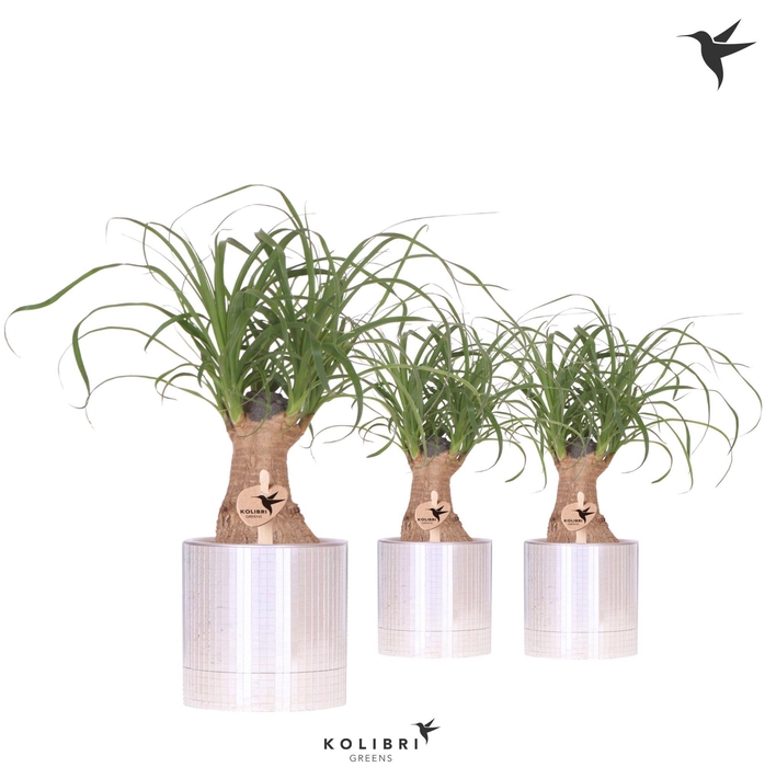 <h4>Kolibri Greens Beaucarnea in Disco pot</h4>