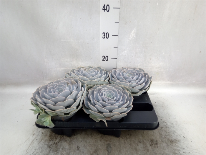 <h4>Echeveria  'Pollux'</h4>