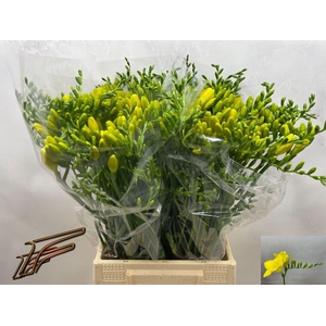Freesia enk Yelena