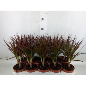 Dracaena marg. 'Magenta'