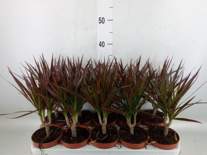 <h4>Dracaena marg. 'Magenta'</h4>