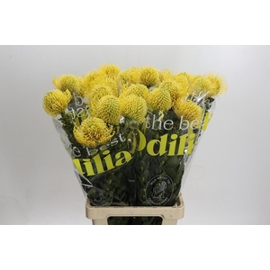 LEUCO NUTANS HIGH GOLD*