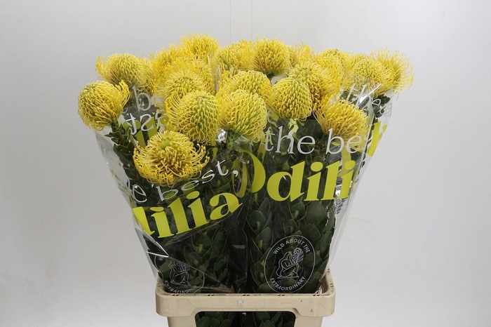 <h4>LEUCO NUTANS HIGH GOLD*</h4>