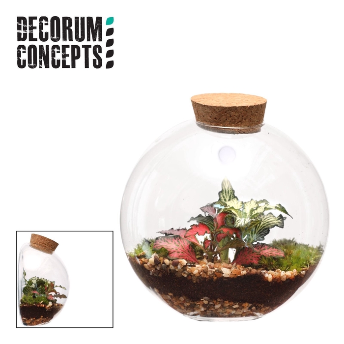 Terrarium Juno (Decorum concepts)