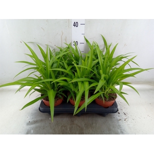 Chlorophytum com. 'Lemon'