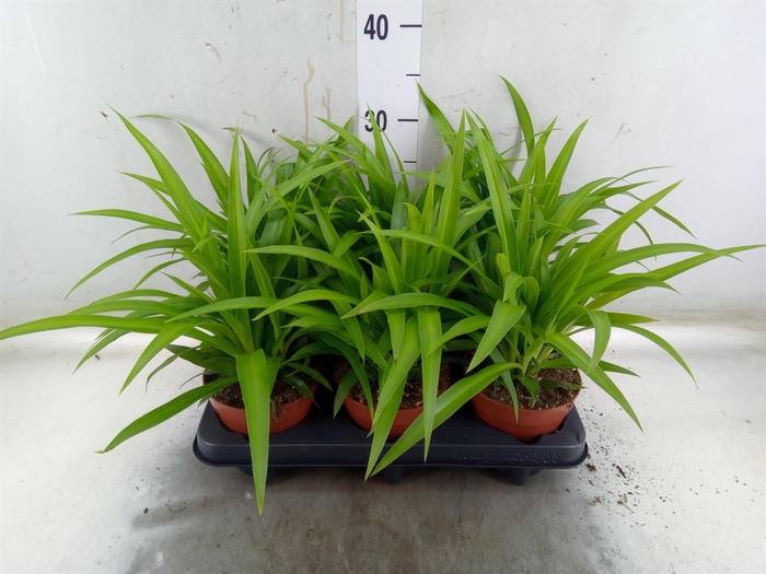<h4>Chlorophytum com. 'Lemon'</h4>