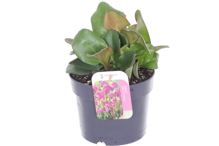 Bergenia cordifolia Eroica