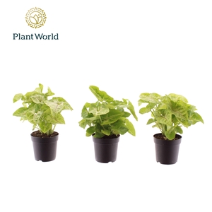 Syngonium Golden 7 cm