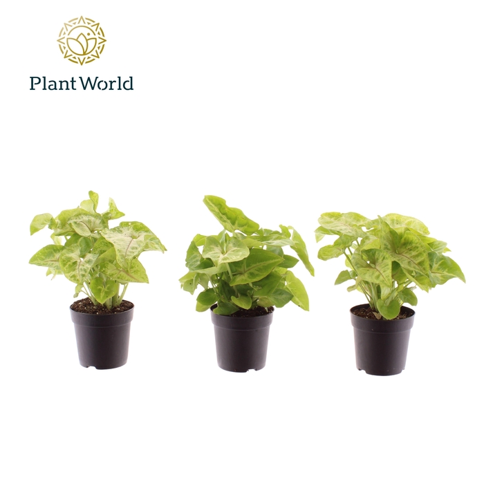<h4>Syngonium Golden 7 cm</h4>