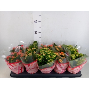 Kalanchoe blos.   ..rosebud mix  5