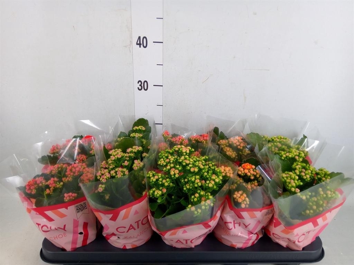 <h4>Kalanchoe blos.   ..rosebud mix  5</h4>