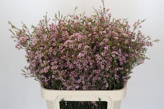 <h4>CHAME UN PINK DREAM</h4>