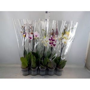 Phalaenopsis   ...mix  5