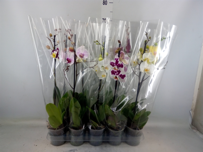 <h4>Phalaenopsis   ...mix  5</h4>