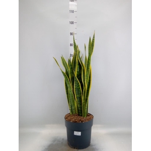Sansevieria trifa. 'Laurentii'
