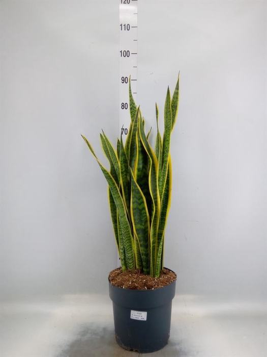<h4>Sansevieria trifa. 'Laurentii'</h4>
