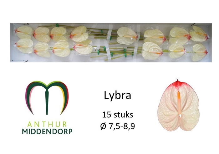 <h4>ANTH A LYBRA</h4>