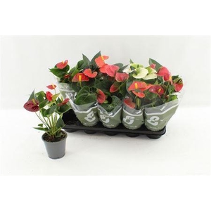 Anthu An Gem 4 Kl -5+