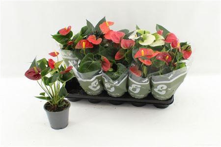 <h4>Anthu An Gem 4 Kl -5+</h4>