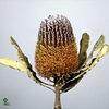 Banksia Ericifolia