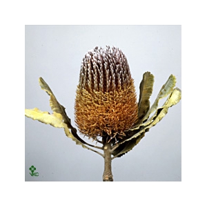 Banksia Spinulosa