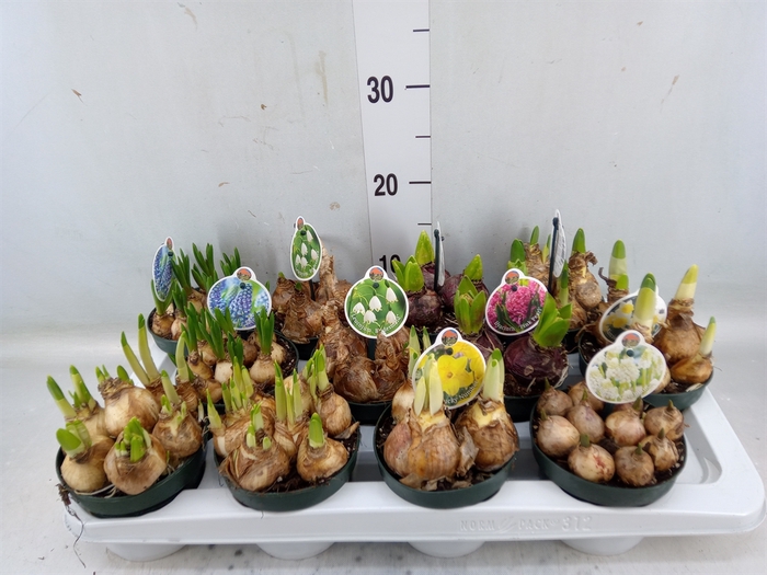 <h4>Flowerbulbs, corns or tubers   ...</h4>