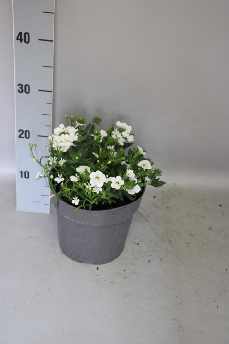 Perkplanten 19 cm Mix 03 Witte mix