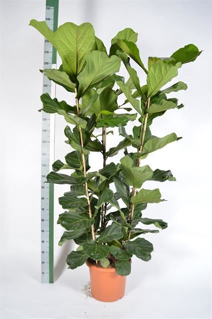 <h4>Ficus lyrata</h4>