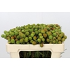 Kaaps Groen Baubles