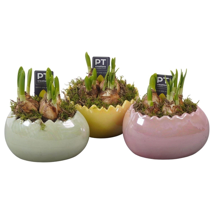 <h4>Arr.  Narcissus Tete Tete L%</h4>