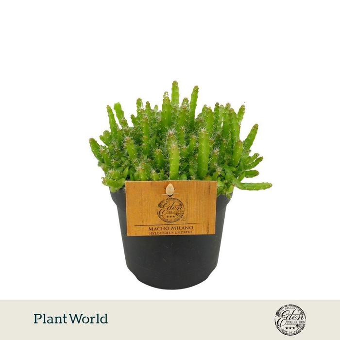 <h4>Hylocereus Undatus 10,5cm</h4>