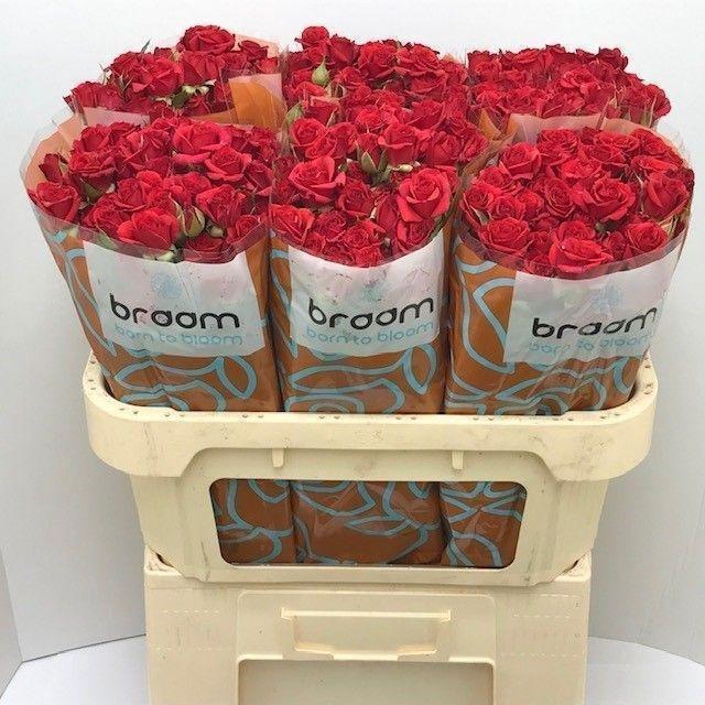 <h4>Rosa TR 'Mirabel' BRAAM</h4>