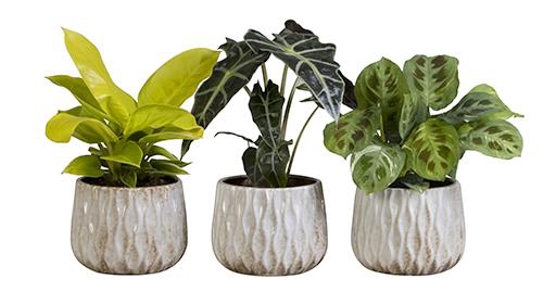 CACTACEAE P12 L 66133