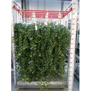 Hedera helix 'Pittsburgh'