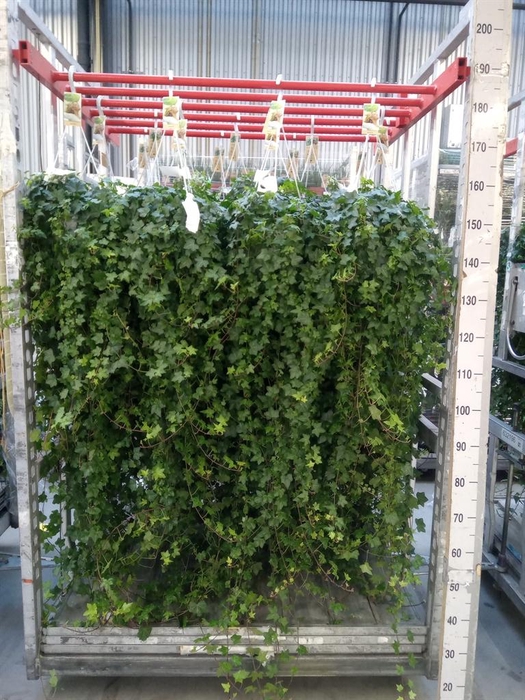 <h4>Hedera helix 'Pittsburgh'</h4>